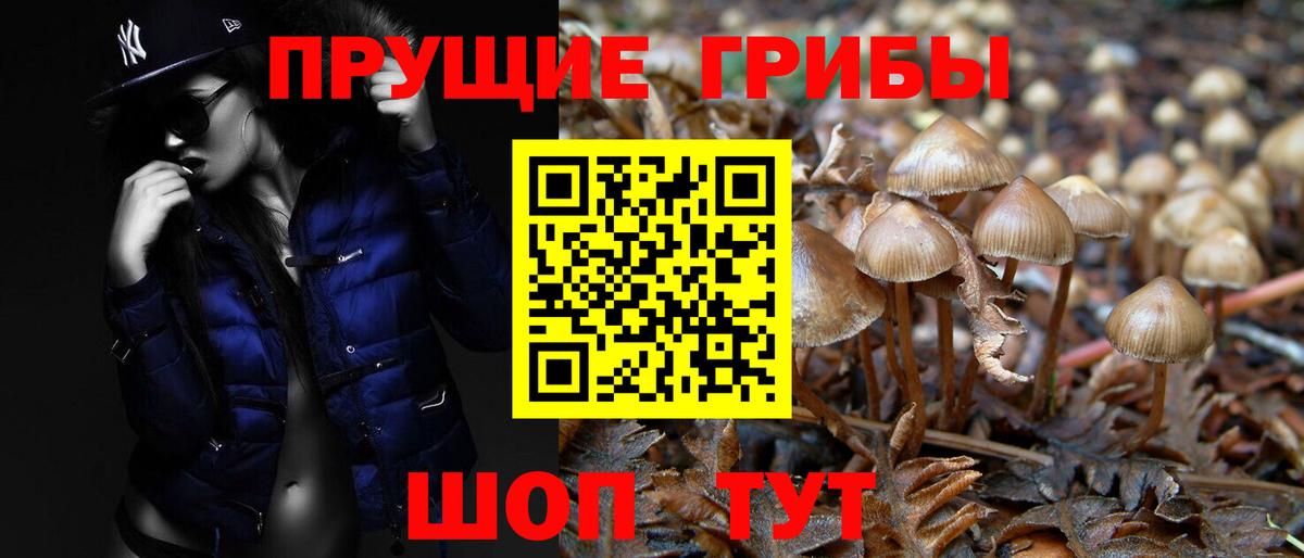 Новозыбков  Псилоцибиновые грибы прущие грибы  Вход с VPN 